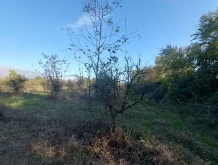 Köyceğiz Toparlar Da  Göle Yakın 9 600 M2 Arazi Satılık