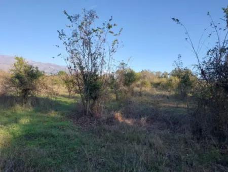 Köyceğiz Toparlar Da  Göle Yakın 9 600 M2 Arazi Satılık