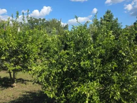 Ortaca Akıncı Sarıgerme Yoluna Sıfır 902 M2 Arsada 2+1, 70 M2 Köy Evi Satılık