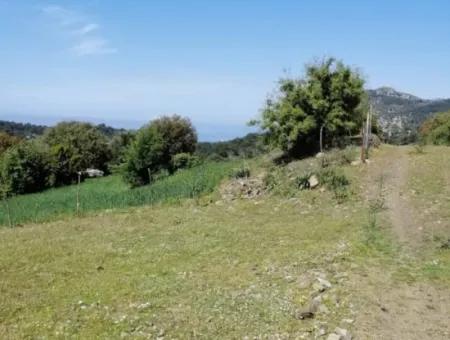 Muğla Ortaca Gökbelde 3200 M2 Hisseli Arazi Satılık