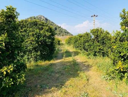 Dalyanda Satılık 830 M2 Kelepir Arsa